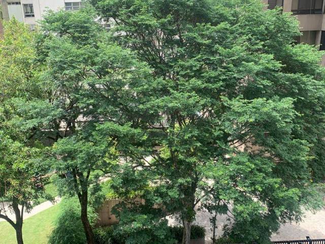 #1148 - Apartamento para Locação em São Paulo - SP - 2